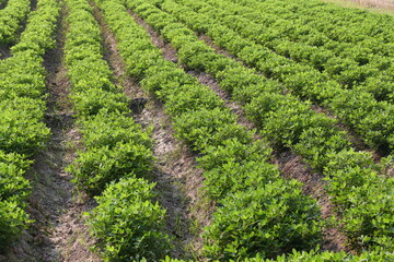 Fototapeta na wymiar Peanut growing vegetable plot in organic farm.