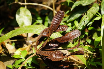 Seeds of White leadtree (Leucaena leucocephala) is a small tree native to Mexico and Central America. Amazon rainforest, Brazil.