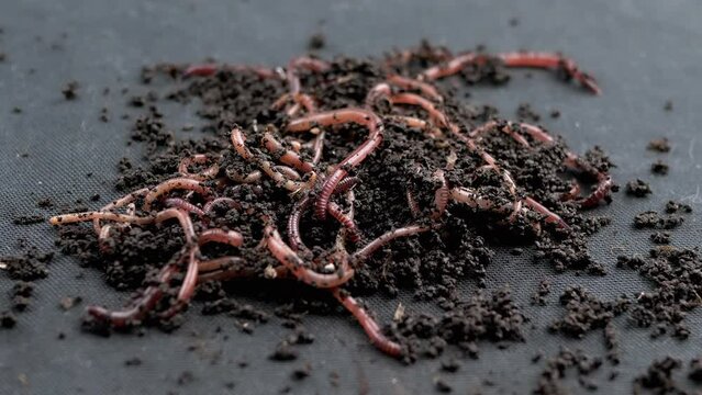 Close up Crawling Red Earthworms in Black Soil Isolated on Black Background. Slow motion. A group of wriggling earthworms in wet compost. Fishing worms. Red worms Dendrobaena. Loosening fertile soil.