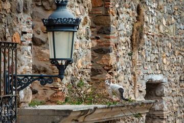 Oropesa del Mar, Spain: Abandoned Building Balcony Now Home to Feline Resident