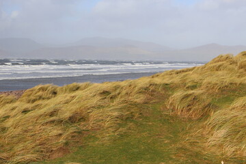 Rossbeigh Strand sand dunes covered in sea grass on a sunny winter day. Grass covered tertiary sand dunes on a spit with ocean waves and mountains in the background. Irish travel nature landscape shot