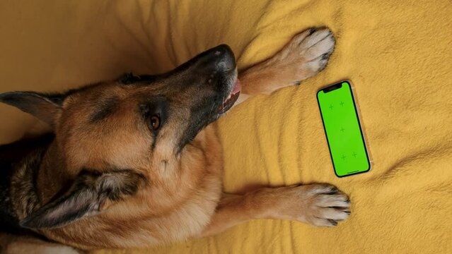 Advertising of goods for dogs, puppies, domestic pets. Chroma key for mock up. German Shepherd lies on yellow blanket next to smartphone with green screen. Online shopping delivering animal food.