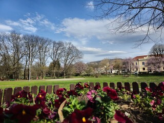 Obraz premium spring in the park