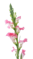 snapdragon flower stalk , isolated on transparent background cutout , generative ai