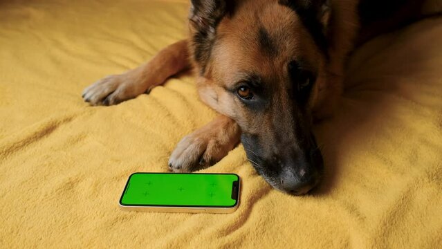 Advertising of goods for dogs, puppies, domestic pets. Chroma key for mock up. German Shepherd lies on yellow blanket next to smartphone with green screen. Online shopping delivering animal food.