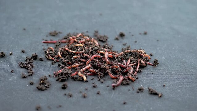 Close up Crawling Red Earthworms in Black Soil Isolated on Black Background. Slow motion. A group of wriggling earthworms in wet compost. Fishing worms. Red worms Dendrobaena. Loosening fertile soil.