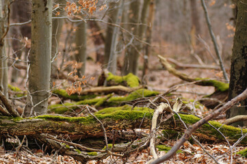autumn in the forest with trees and leaves, shallow do