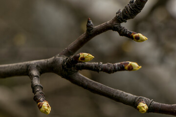 Pear in spring. Young pear buds. Pear buds Planting a pear. Planting, reproduction, care.