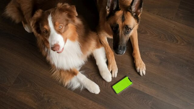 Advertising for dogs, puppies, domestic pets. Chroma key for mock up. German and Australian Shepherds lie on wooden floor next to smartphone with green screen. Online shopping delivering animal food.