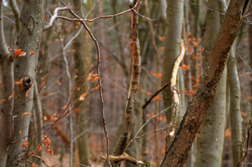 
Autumn forest with fallen trees and mossy ground. Selective focus.