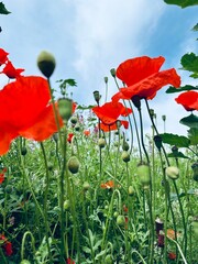 poppy flowers in field