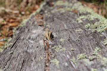 lichens grow on an abandoned wooden rail in Alafia State Park in Lithia Florida.