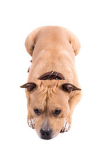 American Staffordshire Terrier isolated on a white background. Studio shot.