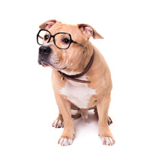 American Staffordshire Terrier isolated on a white background. Studio shot.
