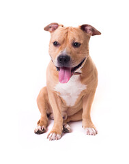 American Staffordshire Terrier isolated on a white background. Studio shot.