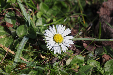 Gänseblume, Blüten, Blüte, Frühling, Gänseblümchen