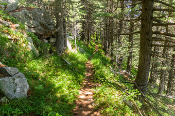 Obraz premium Hiking trail in Pelister national park, North Macedonia