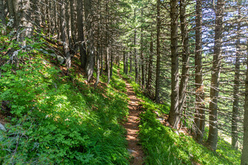 Hiking trail in Pelister national park, North Macedonia