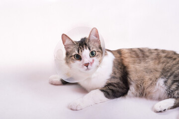 Fototapeta na wymiar Cute cat wearing a cone collar on a white background. Isolated.