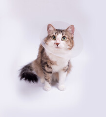 Obraz premium Cute cat wearing a cone collar on a white background. Isolated.