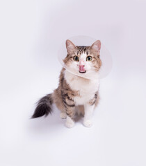 Cute cat wearing a cone collar on a white background. Isolated.