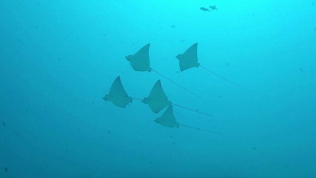 Spotted eagle rays glide gracefully through blue water in a group
