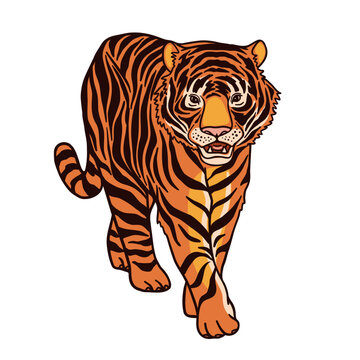 Red book Sumatran tiger color vector character on white