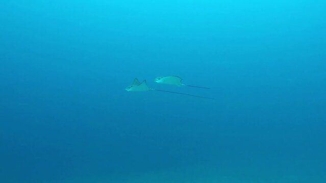 Spotted eagle rays glide gracefully through blue water