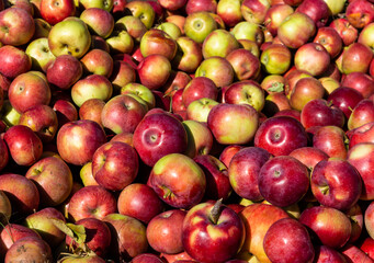 arrière plan de pommes rouges et vertes sous la lumière du soleil