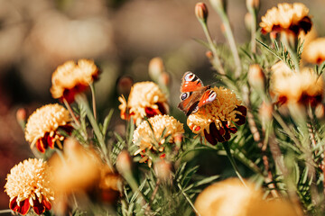 A butterfly sits on a flower