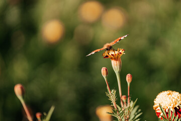 A butterfly sits on a flower
