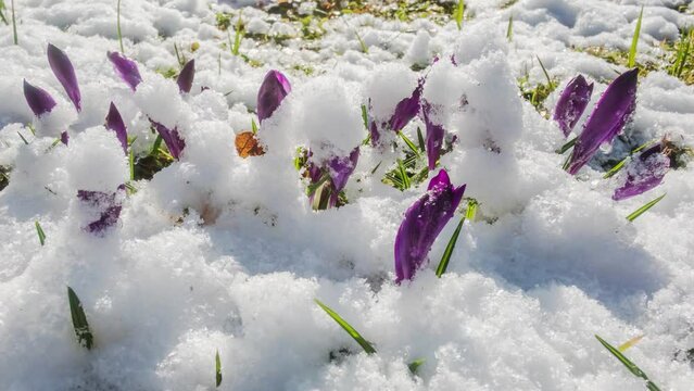 Purple crocuses bloom as snow melts on a green spring meadow in UHD 4K time lapse