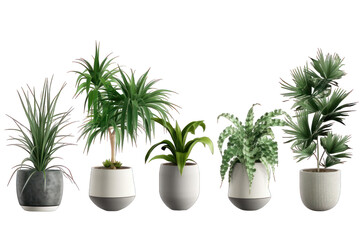 Fototapeta na wymiar A set of house plants in a pot isolated on white background transparent png. Generative AI