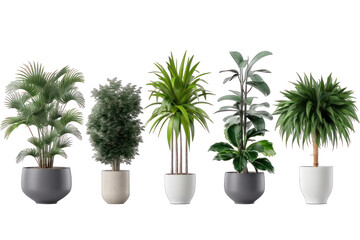 A set of house plants in a pot isolated on white background transparent png. Generative AI