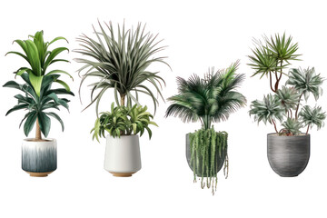 A set of house plants in a pot isolated on white background transparent png. Generative AI