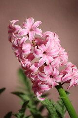 Fototapeta premium Pink garden hyacinth in spring