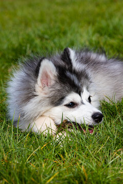 Pomsky Puppy