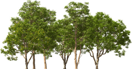 treeline trees caesalpine hq cutout plants © Mathias Weil