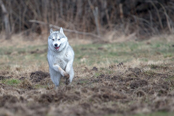 Siberian husky dog in motion. Winter, day, no people, outdoor. - obrazy, fototapety, plakaty