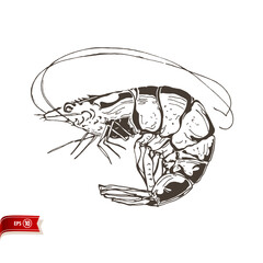 Hand drawn live shrimp isolated on white background. Vector sea food sketch for poster, web design, banner, card, flyer, icon, logo or badge.