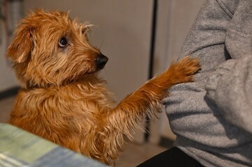 Do you love me? Kromforlander dog breed begs for food
