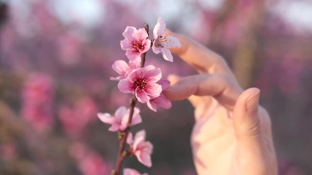 Close up 4K slow motion video of unrecognizable woman hand touching a cherry blossom flower