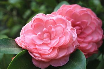 close-up of beautiful pink Camellia flowers with green leaves blooming in the garden 
