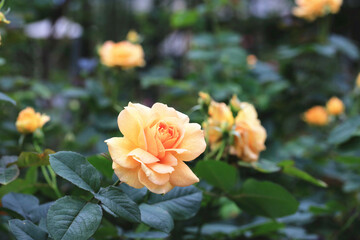 blooming romantic fresh colorful Roses,beautiful yellow with orange Roses in full bloom in the garden
