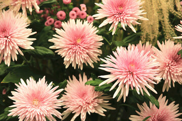 close-up of beautiful colorful Chrysanthemum flowers blooming in the garden in autumn