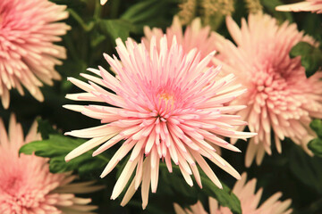 close-up of beautiful colorful Chrysanthemum flowers blooming in the garden in autumn
