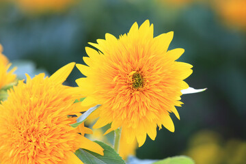 beautiful blooming colorful Sunflowers,close-up of yellow Sunflowers blooming in the garden at a sunny day
