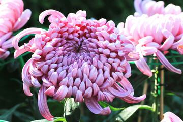 close-up of beautiful purple Chrysanthemum flowers blooming in the garden with raindrops