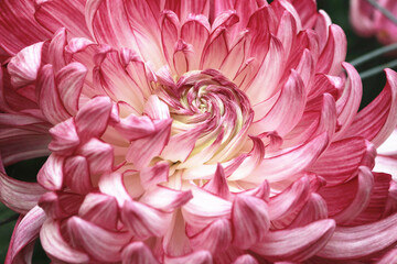 Macro shot,blooming Chrysanthemum flower,close-up of red with yellow flower blooming in the garden 