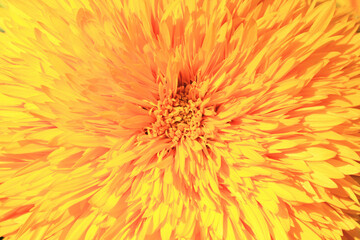 Macro shot,blooming Chrysanthemum flower,close-up of yellow flower blooming in the garden 